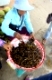 Woman selling fried insects, Cambodia